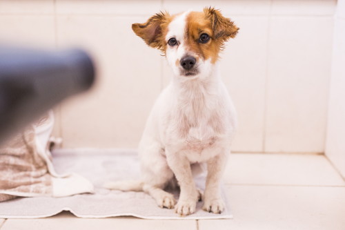 飼い主のリアルな悩みに獣医師がアドバイス！犬のしつけ「トイレ編」