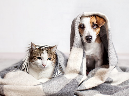 布にくるまっている犬と猫の写真
