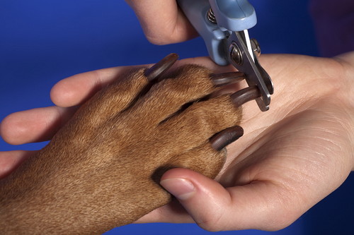 3つのグッズで犬の「爪切り」に挑戦！使い方や注意点も要チェック