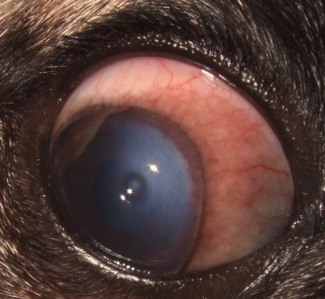 気付かないと失明する恐れも…!?犬猫の「目が白い」ときに考えられる原因