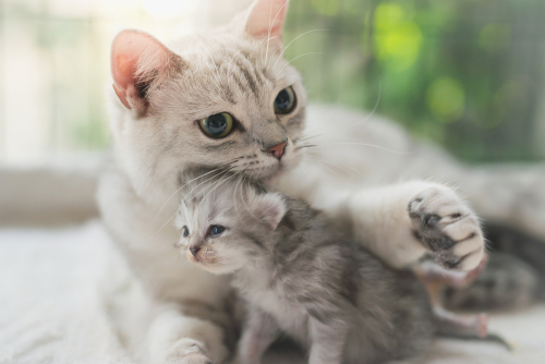 子猫の譲渡は生後◯ヶ月になってから！猫の子どもを引き渡しするときの注意点