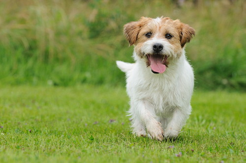 まずは原因を見極めよう!犬の「結膜炎」と「角膜炎」について
