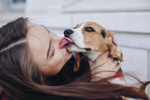 犬が舐めるのは愛情表現？犬が人を舐める行動から読み取る本当の気持ち   