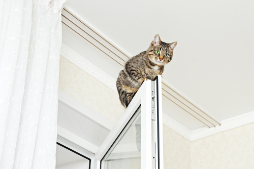 「降りられにゃい！」猫が高所から降りられなくなった場合の対処法と家庭での対策