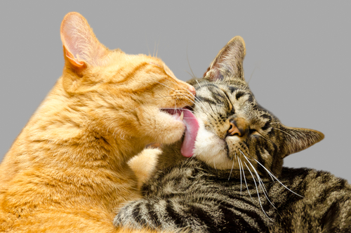 猫のザラザラ舌のひみつ！舐めることから発展する行動学的疾患を獣医師が解説