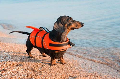 「海水浴場」は危険がいっぱい！愛犬の安全のために飼い主が注意したいこと
