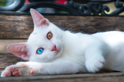 神秘的…だけど病気になりやすいって本当？猫の「オッドアイ」の特徴と猫の目の色について