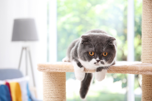「降りられにゃい！」猫が高所から降りられなくなった場合の対処法と家庭での対策