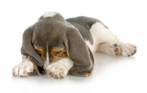 犬の目にゴミが入った!家庭でできる対処法と受診すべき状況を獣医師が解説