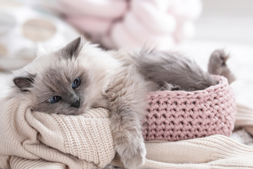 猫が咳をしていたら要注意!? 非常に危険な「猫風邪」の特徴と対策