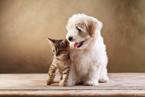 気になる「ペット保険」の疑問解決！愛犬・愛猫のためのおすすめの選び方