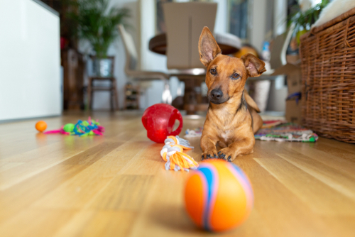 100均で手に入る！犬用おもちゃ選びのコツ＆効果的な遊び方をドッグトレーナーが解説   