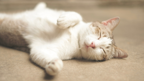 猫の「いびき」に潜む危険!?猫がいびきをする理由と病気が潜んでいる場合のいびき