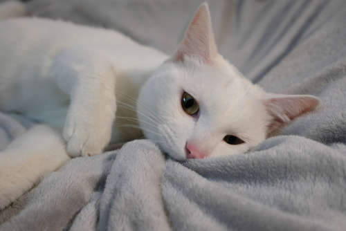 猫が毛布を「もみもみ」「ふみふみ」…飼い主さんや毛布を踏んでいるのはどんな理由？