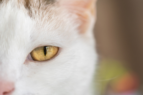 獣医師執筆 猫の目の白い膜は第三のまぶた 瞬膜 その役割と関連する病気とは 記事 わんにゃ365 今日も明日もワンダフル