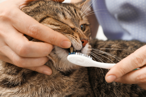 猫に歯磨きって必要？歯磨きを嫌がるときは？猫のため上手な歯磨きの方法を知ろう！