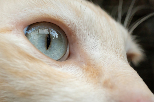 目に現れる白い膜の正体！猫の第三のまぶた「瞬膜」の役割と関連する病気