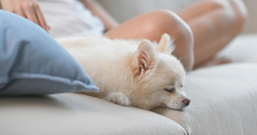 犬の皮膚病の原因は紫外線と◯◯…！家庭でできる簡単ケアをご紹介