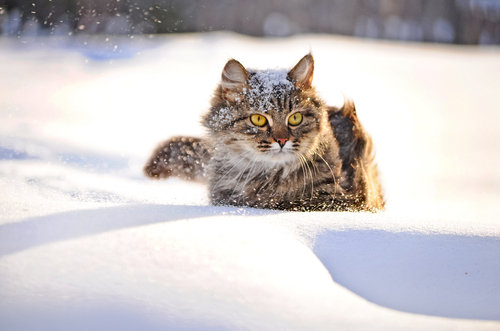 冬場に注意したい静電気！静電気による猫の健康への影響と対策