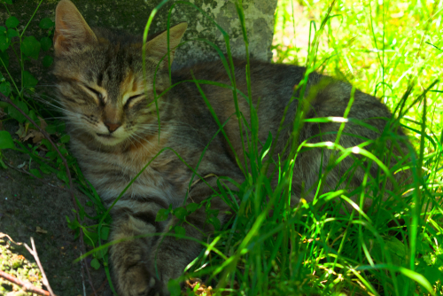 猫って暑くないの？暑さに対する「仕草」と対策を獣医師が解説！
