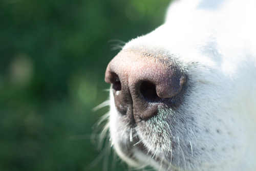 犬の嗅覚の可能性は無限大？血液の臭いから「がん」を発見する犬の研究を紹介