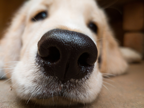 鼻をズルズル…これって風邪なの？犬の「鼻水」考えられる原因と対処法