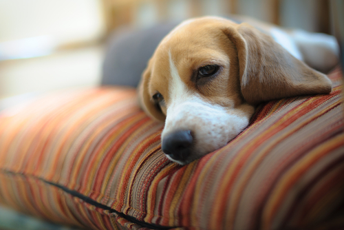 犬の睡眠時間は◯◯時間！犬の睡眠メカニズムと寝ているときの注意点
