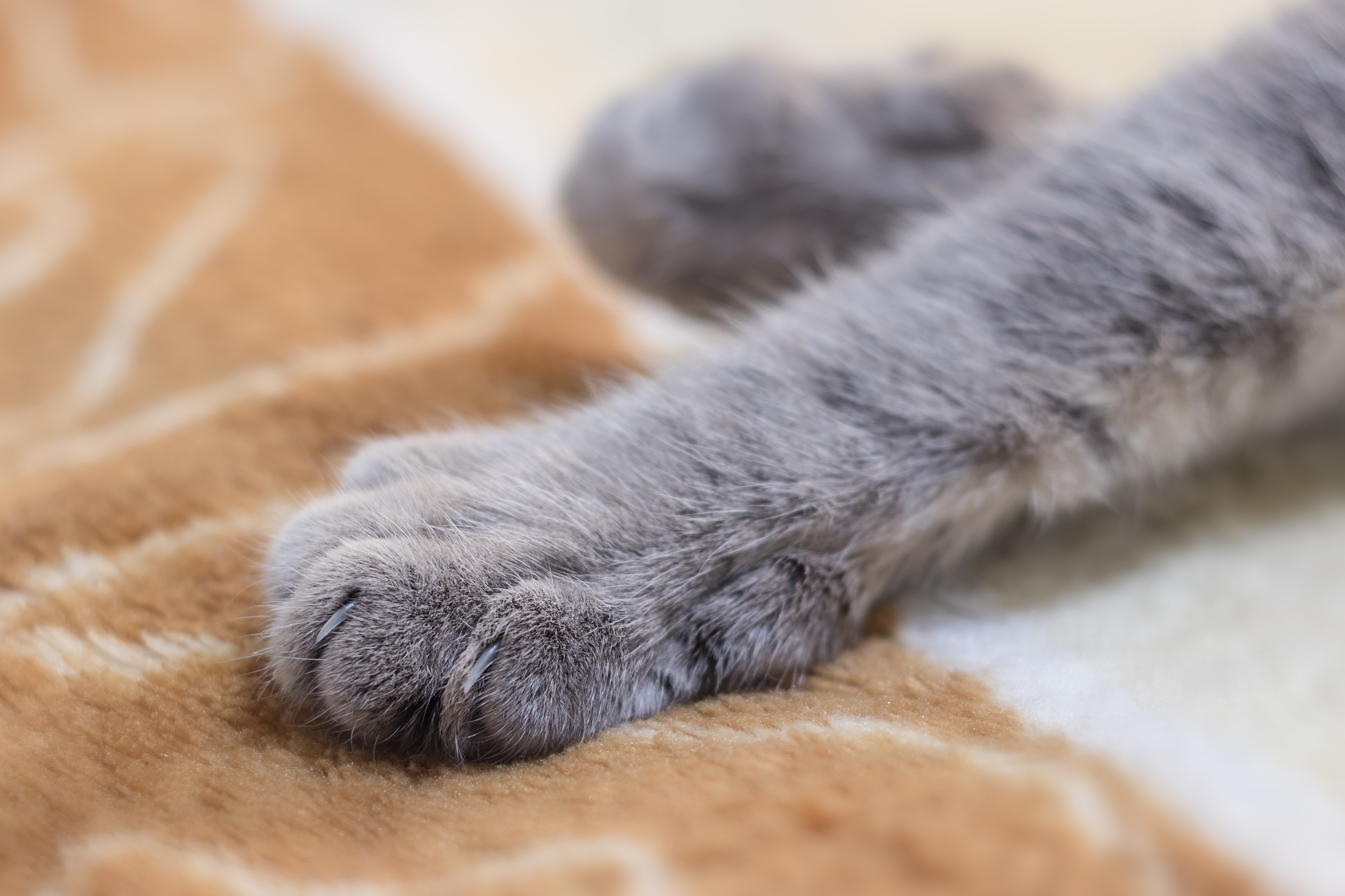 猫が毛布を「もみもみ」「ふみふみ」…飼い主さんや毛布を踏んでいるのはどんな理由？