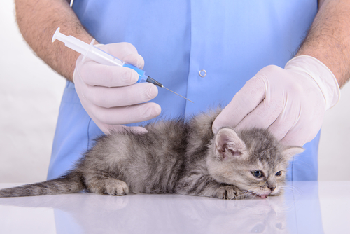 接種時期はどうしたら？猫のワクチンに関する正しい知識