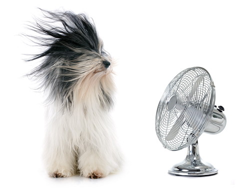 犬が苦手な「気温＆湿度」ってどれくらい？エアコンを活用法も解説