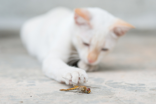 愛猫が虫をムシャムシャ…止めるべき？猫が虫を食べる理由と注意したい危険な虫
