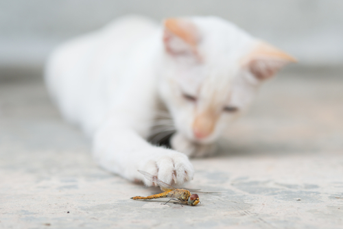 愛猫が虫をムシャムシャ 止めるべき 猫が虫を食べる理由と注意したい危険な虫 記事 わんにゃ365 今日も明日もワンダフル