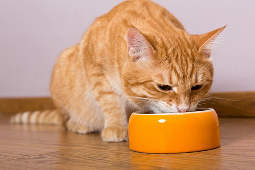安全に痩せるためにはどうしたらいい？猫の「ダイエット」気になる手順を紹介