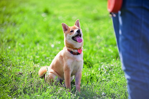 予防と対策をしよう！犬の「脱走癖」について獣医師が解説
