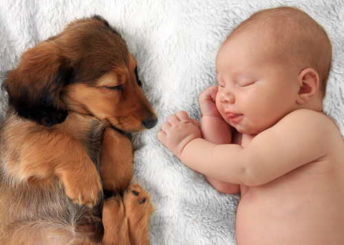 犬が赤ちゃんにやきもちするときはどうしたらいい？嫉妬行動の理由と対策