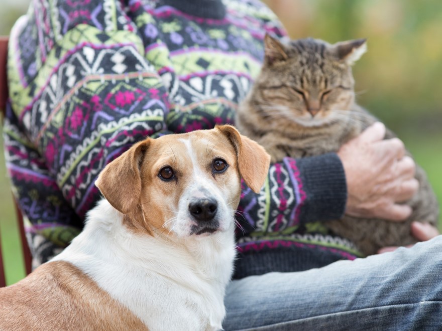 気になる「ペット保険」の疑問解決！愛犬・愛猫のためのおすすめの選び方