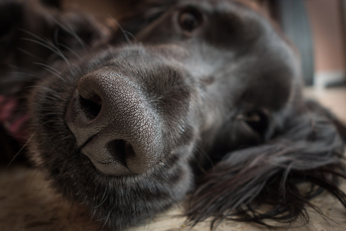 鼻をズルズル…これって風邪なの？犬の「鼻水」考えられる原因と対処法