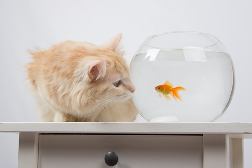 猫と金魚の同居は可能？金魚や熱帯魚と暮らす家で猫を飼うときの注意点