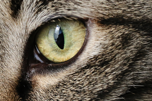猫の視力って低下するの？目の特徴と、視力に影響を与える病気を解説
