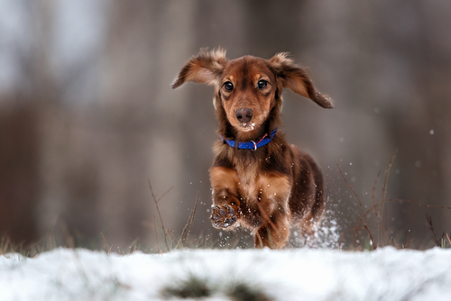冬の乾燥…犬にベストな湿度は何％？犬に配慮した加湿器の使い方