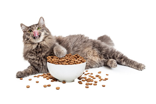うちの猫、ちょっと食べすぎ？猫の「過食」に隠された秘密とは