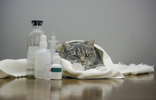 免疫力が下がっているときは要注意！猫の病気「クリプトコッカス症」って何？