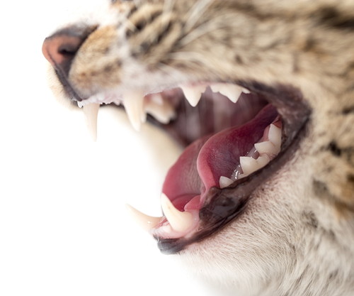 虫歯よりも歯周病に注意？猫が陥る「口腔内」の疾患について