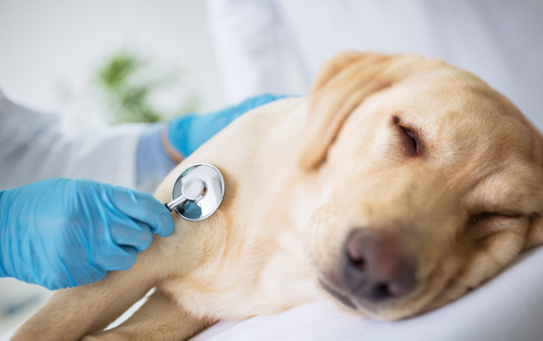 子犬は特に注意！犬も風邪を引く…ケンネルコフ（犬伝染性気管気管支炎）は人にもうつるの？