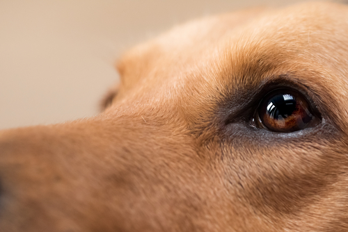 目が白くなるのは白内障だけじゃない…！犬の「角膜内皮ジストロフィー」とは？