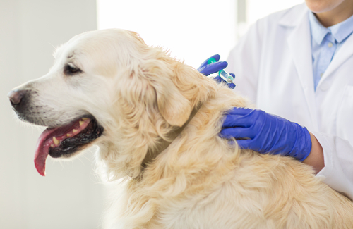 成犬になるまでワクチン未接種…どうしたら？犬のワクチンに関する正しい知識