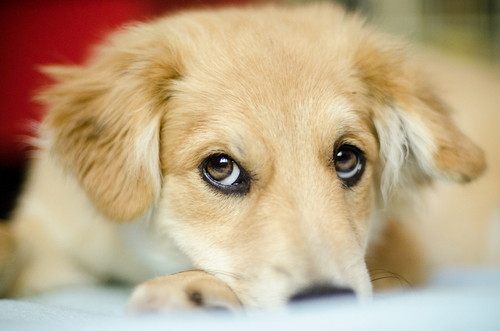 まずは原因を見極めよう!犬の「結膜炎」と「角膜炎」について