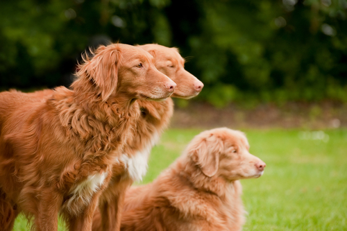 犬の毛色は全部で◯色…！バリエーション豊かな犬の毛色と柄を決める遺伝子の秘密