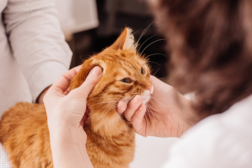 猫の耳掃除は必要 耳の病気の早期発見と予防のために正しい耳掃除を覚えよう 記事 わんにゃ365 今日も明日もワンダフル