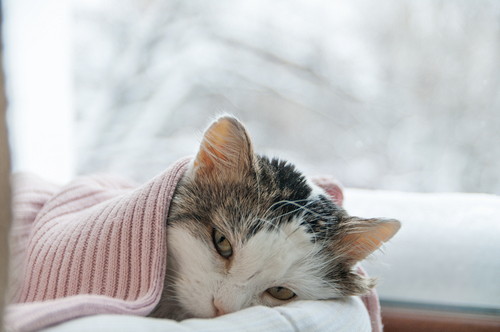 冬は猫の受診が増加!? 「冬」に気をつけたい猫の病気とは